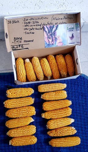 Bio maiskolben futtermais - bio-maiskolben,