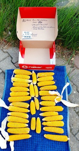 Bio maiskolben futtermais - bio-maiskolben, ,