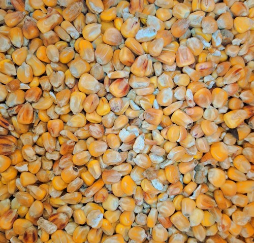 Futtermais ganzkorn - futtermais,