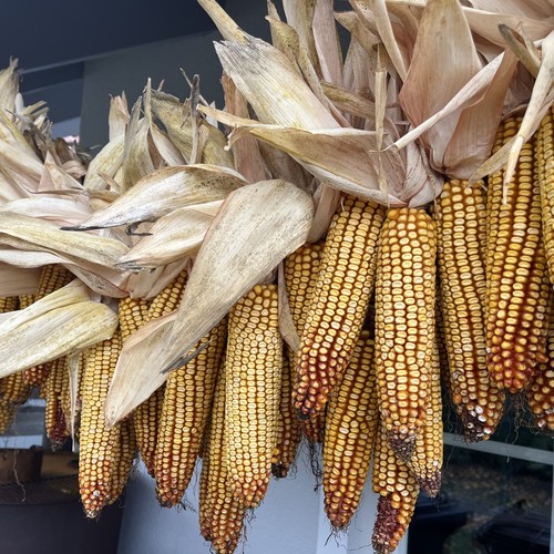 Maiskolben kg für - , 15