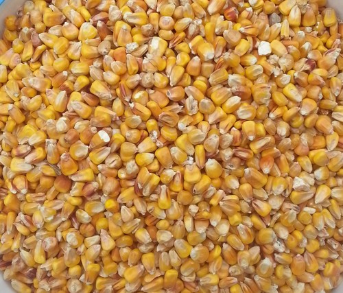 100 futtermais mais - kg,