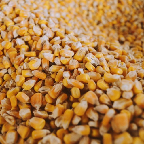 Agrar store 25kg - 25kg, mais