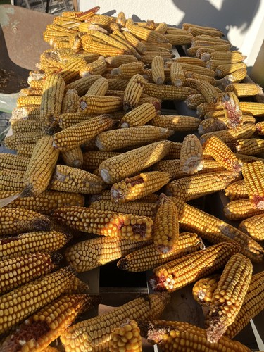 Maiskolben kg für - maiskolben,