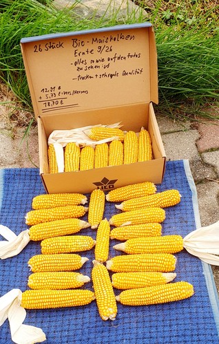 Bio maiskolben futtermais - bio-maiskolben, ,