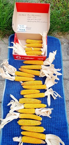 Bio maiskolben futtermais - bio-maiskolben,