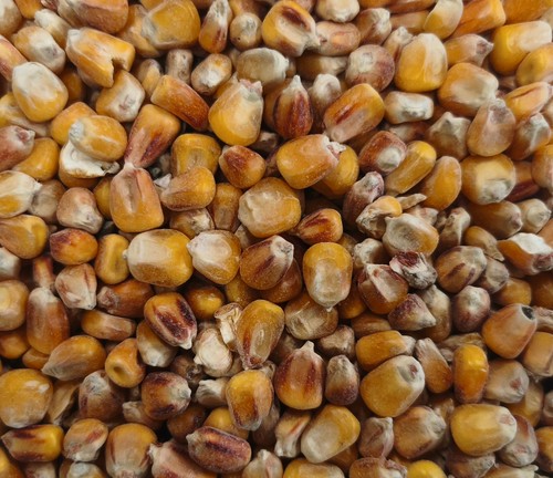 Futtermais 25kg mais - mais, ganz
