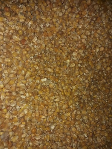 2kg maiskörner getrocknet - maiskörner,